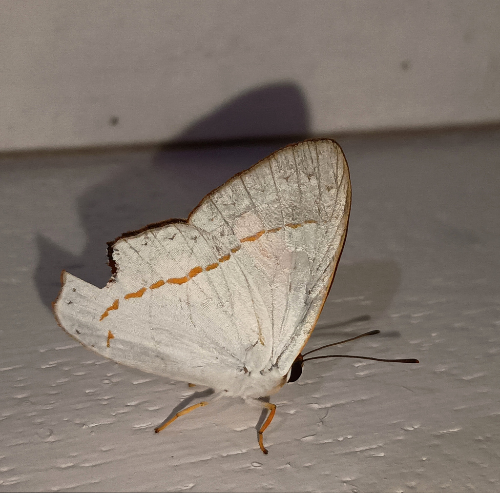 Euselasia catoleuce