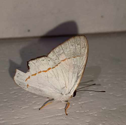 Euselasia catoleuce
