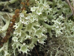 Cladonia boryi