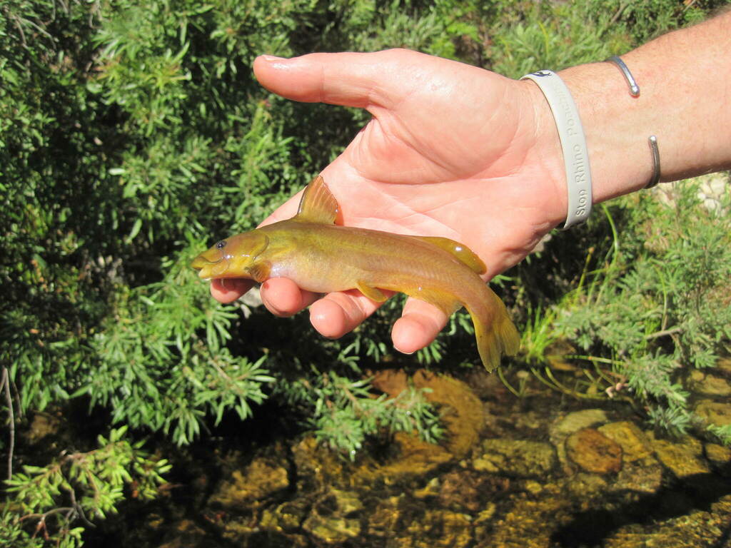 Clanwilliam rock catfish (Austroglanis gilli) — Austroglanididae