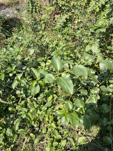 Pokeweed (Phytolacca dodecandra)