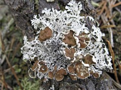 Imshaugia placorodia