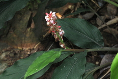 Alpinia japonica