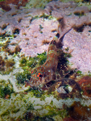 Two-Bar Triplefin photo 3