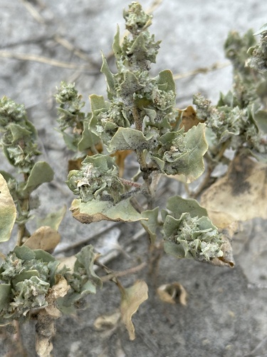 Image of Atriplex gardneri by no rights reserved