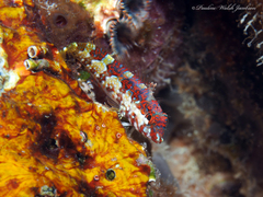 Saddled Blenny photo 3