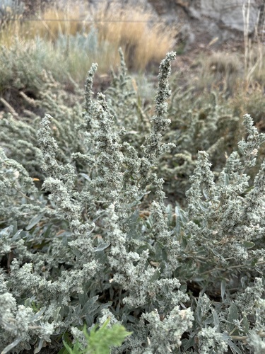 Image of Atriplex gardneri by no rights reserved