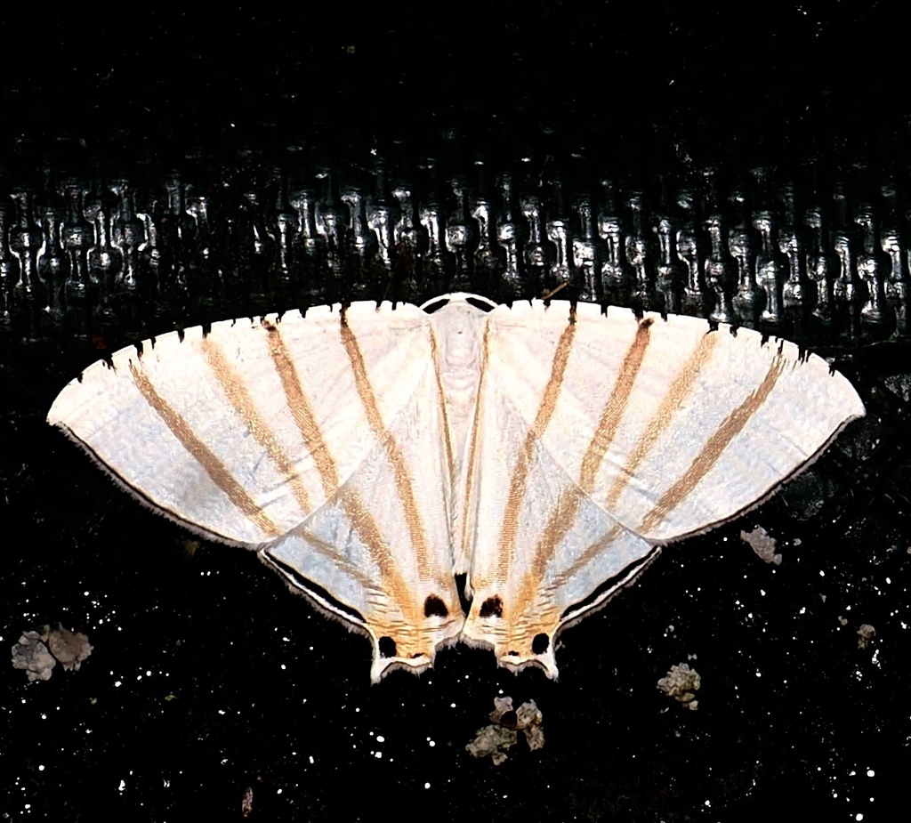 Aorista alodia
