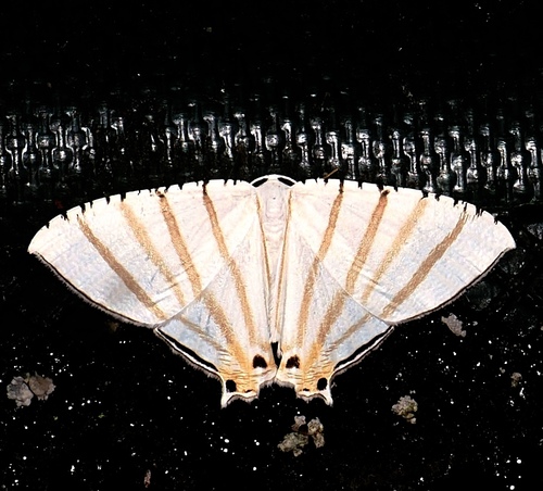 Aorista alodia