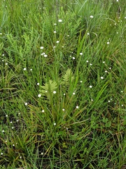 Eriocaulon decangulare image