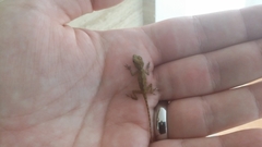 Anolis