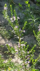 Lythrum alatum lanceolatum