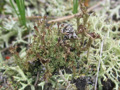 Cladonia atlantica