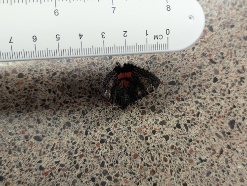 Briseis Underwing Moth photo 5