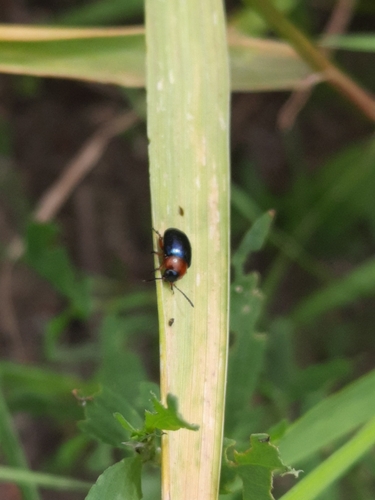 Knotweed Leaf Beetle, Best, N620/Boslaan, 5681 BG Best, Nederland, photo 10 of 10