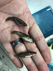 Fundulus jenkinsi