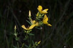 Rhexia lutea