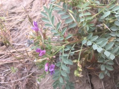 Astragalus iodanthus