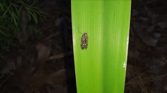 Melanoliarus placitus