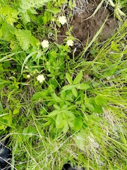 Potentilla chrysantha