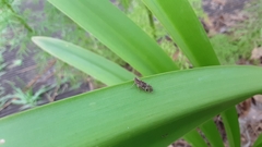 Melanoliarus placitus