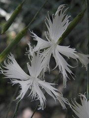 Dianthus plumarius regis-stephani
