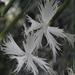 Dianthus plumarius regis-stephani - Photo (c) rudynature, algunos derechos reservados (CC BY-NC), subido por rudynature