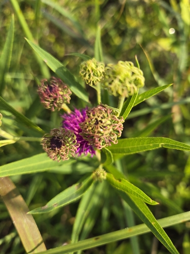 Image of Vernonia arkansana by (c) Edie, some rights reserved (CC BY)