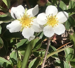 Fragaria chiloensis
