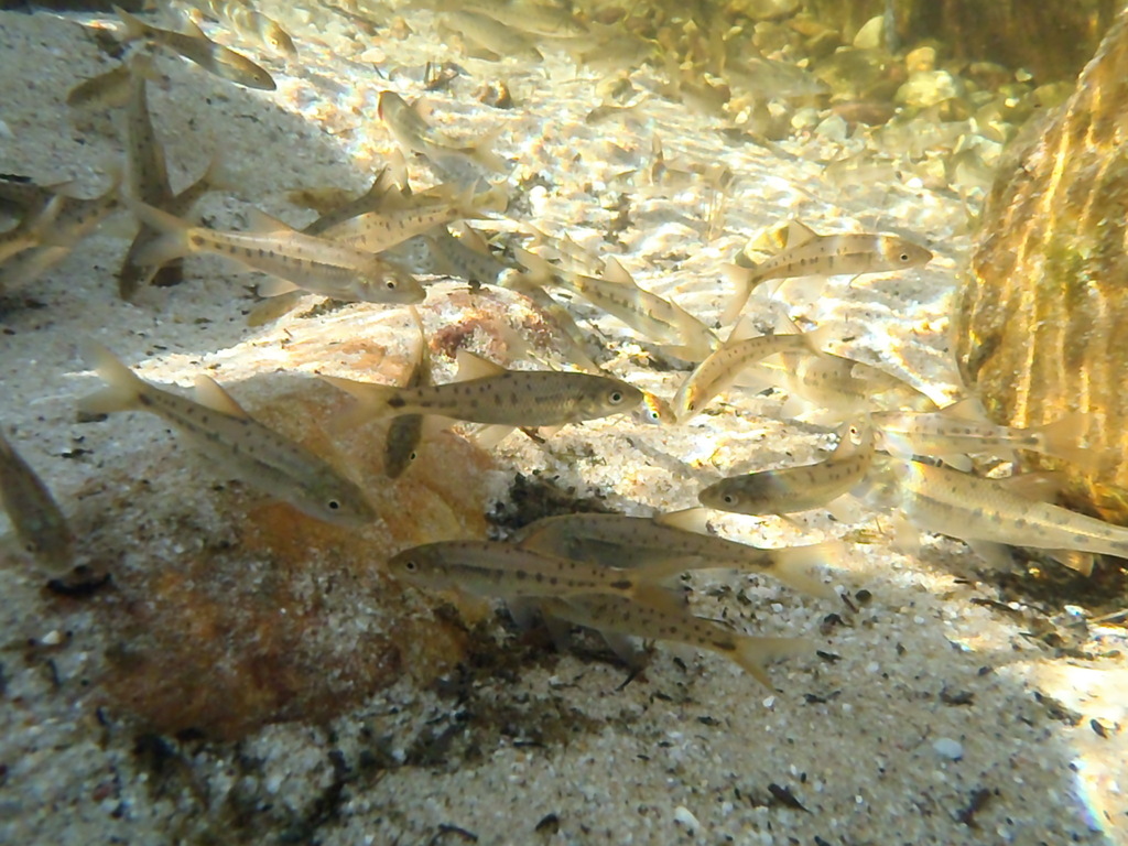 Sawfin redfin (Pseudobarbus serra) — Cyprinidae