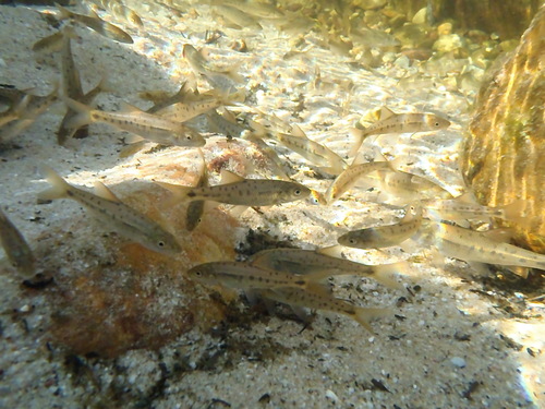 Zaag-roodvin (Pseudobarbus serra) — Cyprinidae