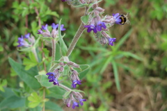 Anchusa officinalis