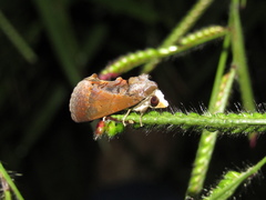 Gonodonta immacula