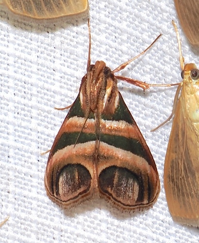 Incarcha argentilinea