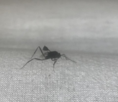Evania appendigaster
