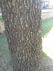 Magnoliopsida