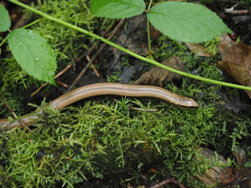 Westliche Blindschleiche
