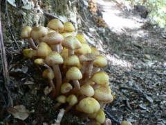 Armillaria limonea