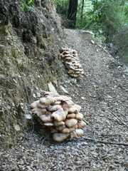 Armillaria limonea