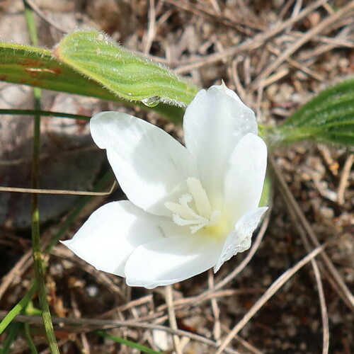 Babiana villosula