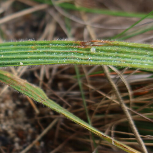 Babiana villosula