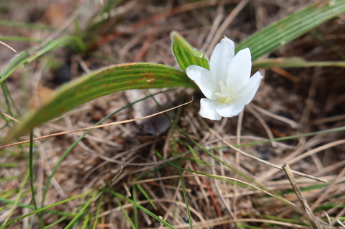 Babiana villosula