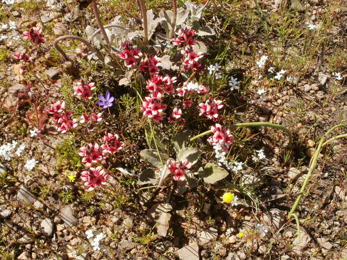 Indigofera rubrovinacea MS (Indigofera rubrovinacea)