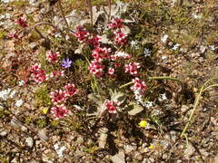 Indigofera heterantha, photograph marius, CC BY, iNaturalist via GBIF