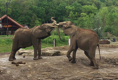 Elephantidae