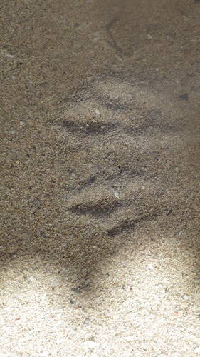 Quokka, photo 9 of 10