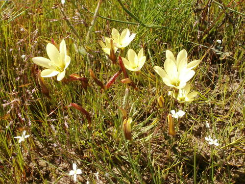 Geissorhiza setacea