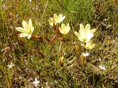 Geissorhiza setacea