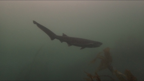 Bluntnose sevengill shark (Notorynchus cepedianus) — Hexanchidae — 5
