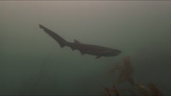 Notorynchus cepedianus